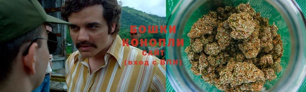 сатива Ростов
